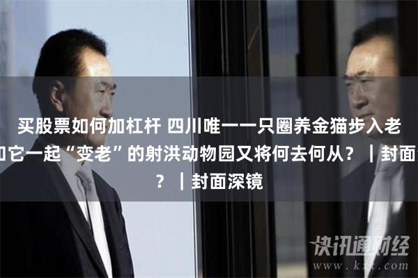 买股票如何加杠杆 四川唯一一只圈养金猫步入老年 和它一起“变老”的射洪动物园又将何去何从？｜封面深镜